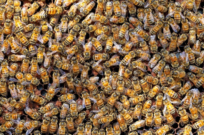 Bees living in her eyes! Bees eating her tears