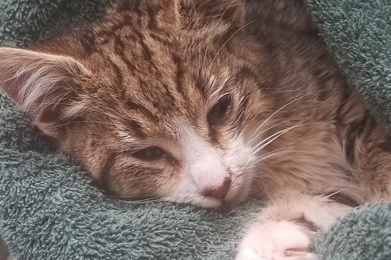 Buddy the Cat