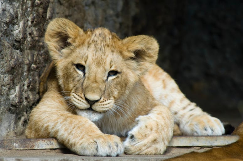 Does it get any cuter??? Lion King Simba Be Prepared Live action movie