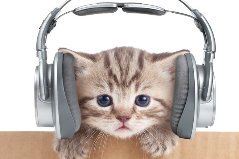 Cat Song