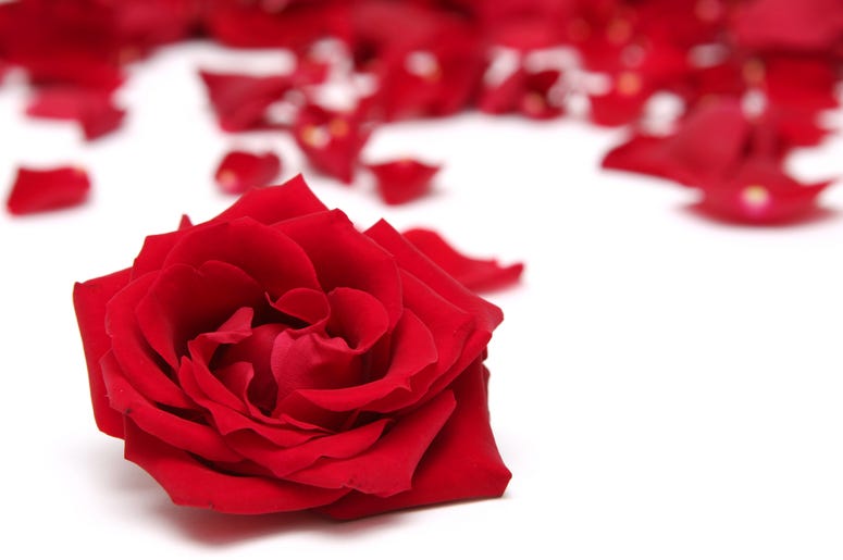 Bachelorette Rose