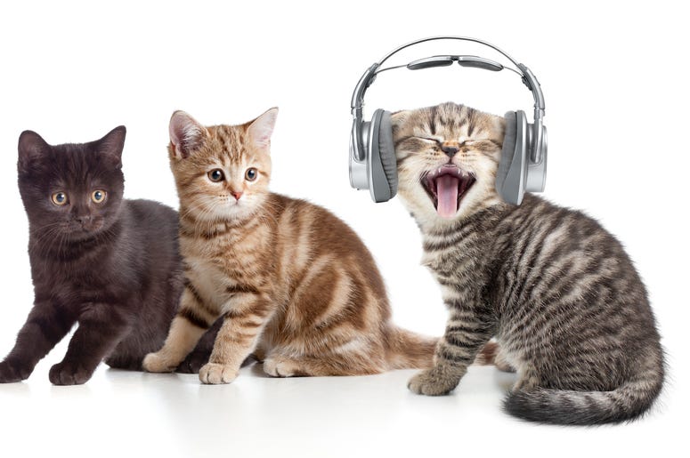 Cats