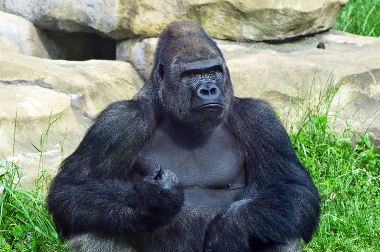 Gorilla
