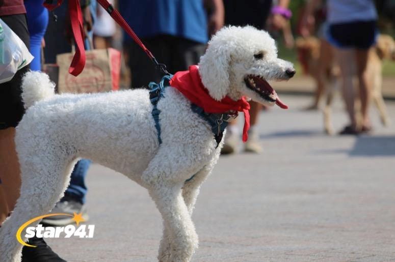Woofstock Smyrna 2019 Woofstock Smyrna 2019