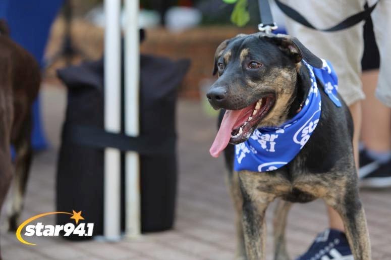 Woofstock Smyrna 2019 Woofstock Smyrna 2019