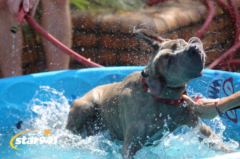 Woofstock Smyrna 2019 Woofstock Smyrna 2019
