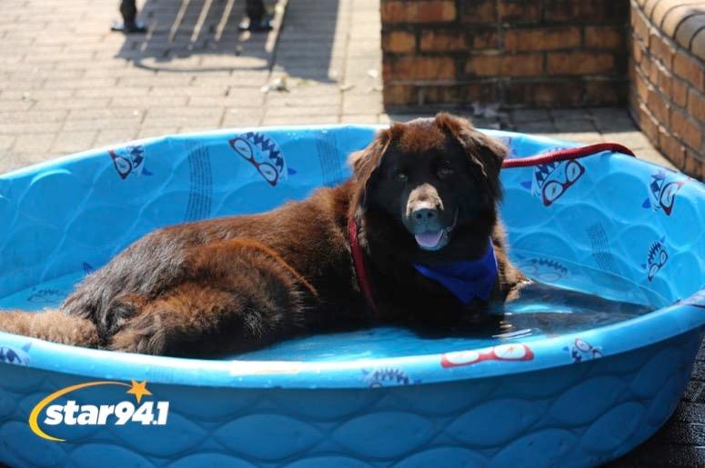 Woofstock Smyrna 2019 Woofstock Smyrna 2019