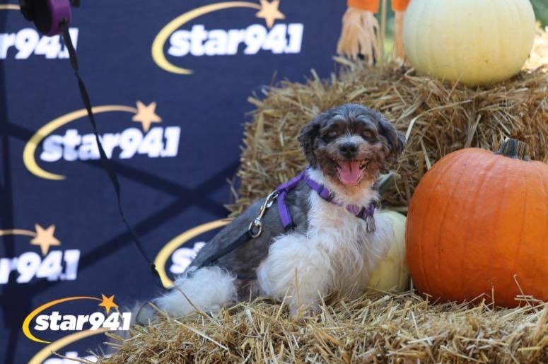 Woofstock Smyrna 2019 Woofstock Smyrna 2019