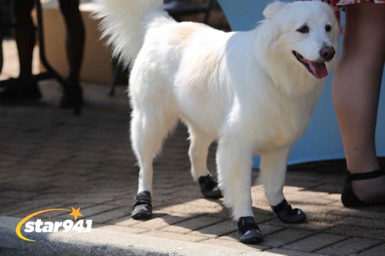 Woofstock Smyrna 2019 Woofstock Smyrna 2019