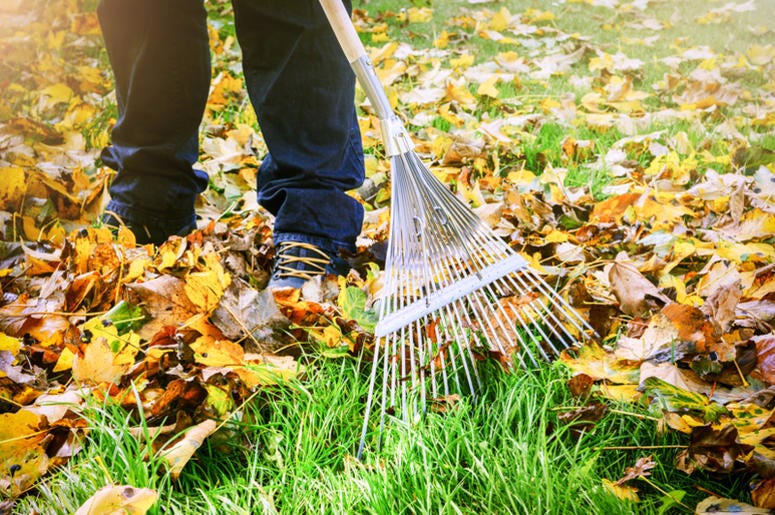 Fall fall leaves