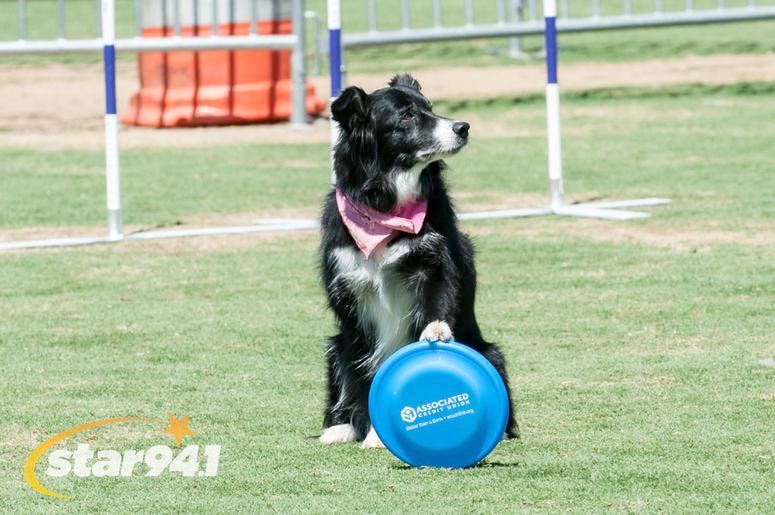 Woofstock Suwanee 2018 Woofstock Suwanee 2018