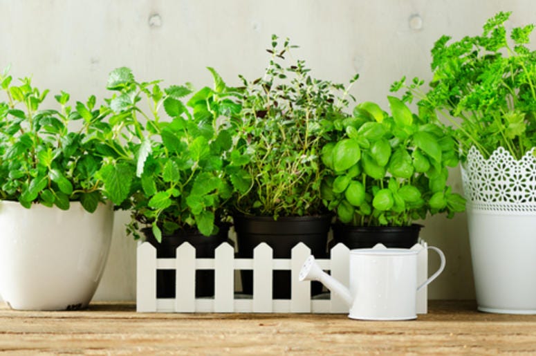 indoor herb garden Grow herbs indoors
