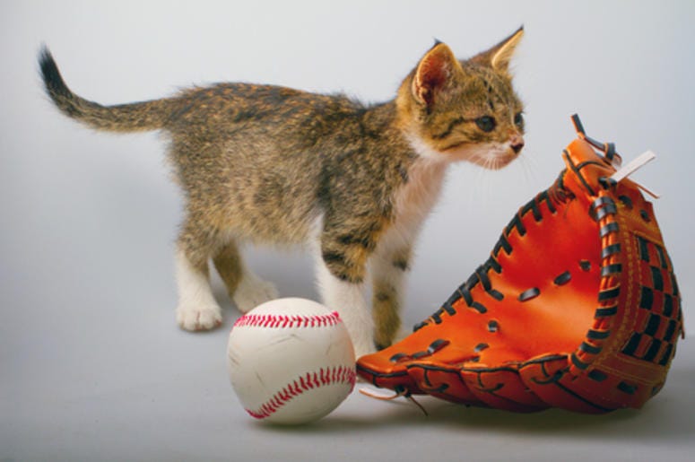"The Sandlot" is becoming a TV Show! Original cast returning! Look at the kitty cat