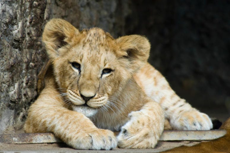 Does it get any cuter??? Lion King Simba Be Prepared Live action movie