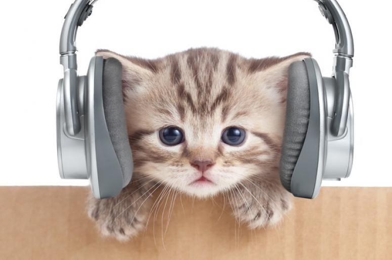 Cat Song