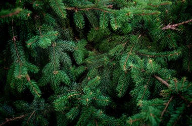 tree