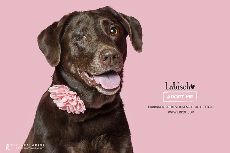 Beach Buddies Labrador_Rescue
