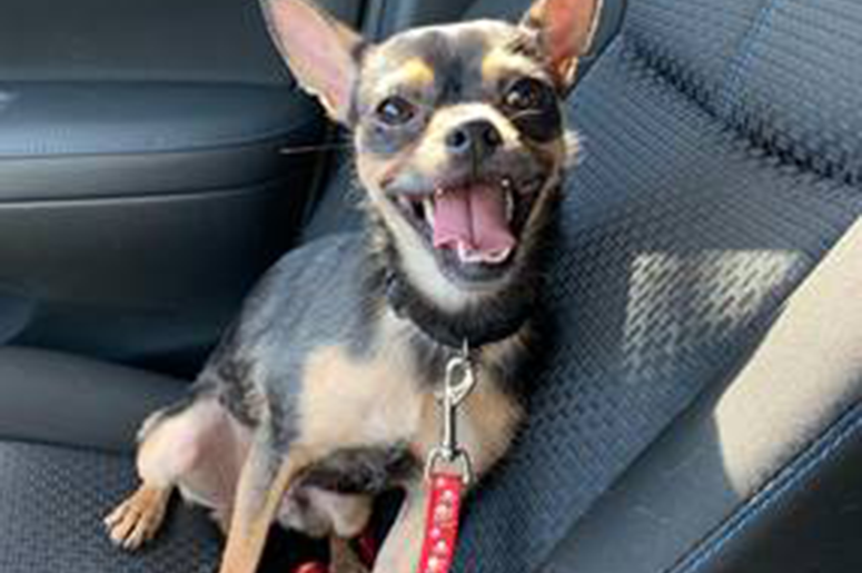 Bruizer - This week's Beach Buddy Bruizer - This week's Beach Buddy