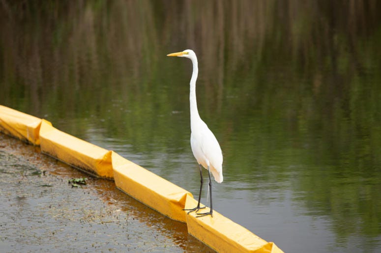 Egret Standing on Oil Barrier Offshore_Drilling_Deepwater_Horizon_Oil_Spill