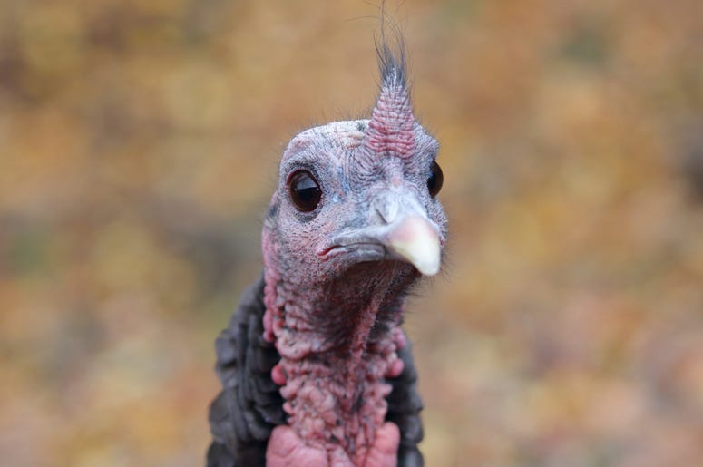 Turkey Turkey