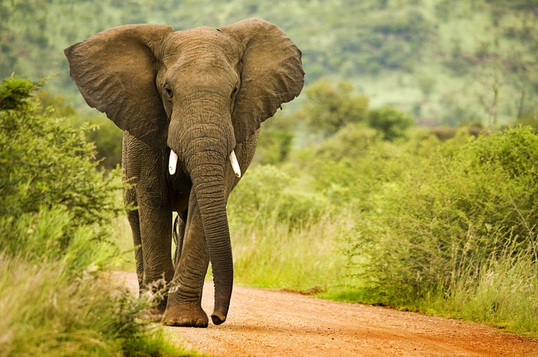 Elephant Elephant