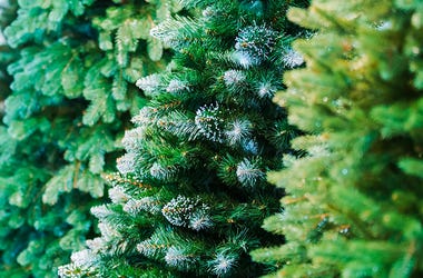 Christmas Trees Christmas Trees