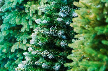 Christmas Trees Christmas Trees
