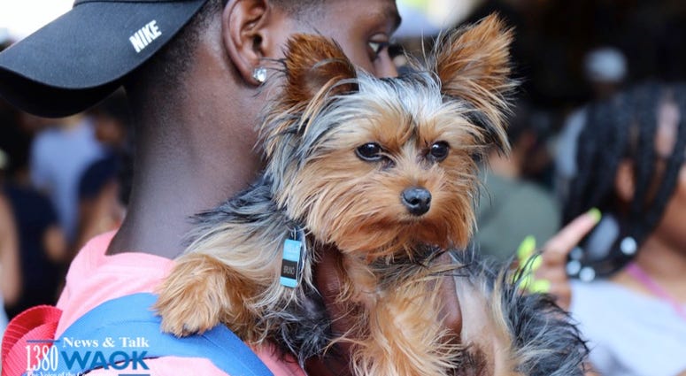 Sweet Auburn Springfest 2018 Sweet Auburn Springfest 2018