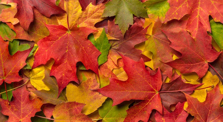 FALL LEAVES FALL LEAVES