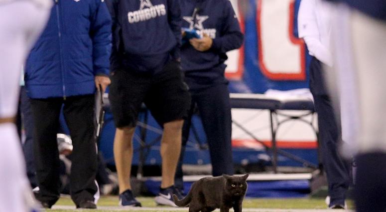 Black Cat with the Football! Black Cat with the Football!