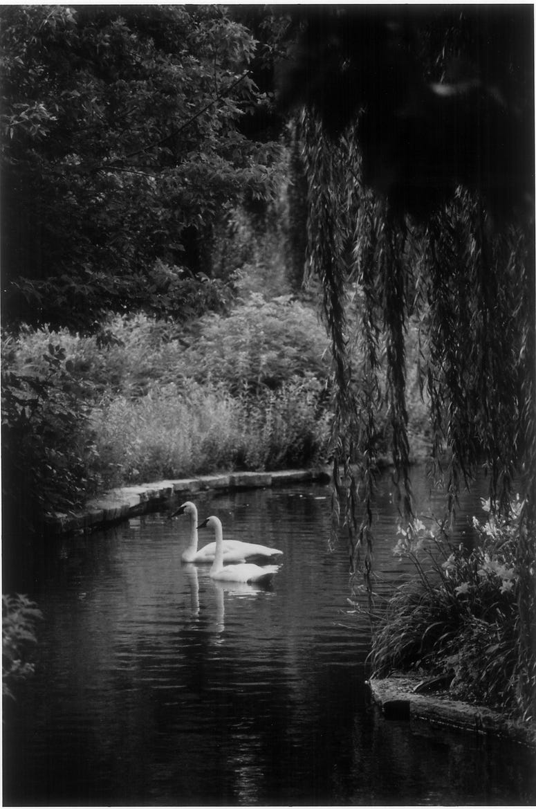 Lincoln Park Zoo swans: In 1868, New York’s Central Park Commissioners gifted Lincoln Park two pairs of swans. The swans are a sensation in Chicago. Lincoln Park Zoo is established.