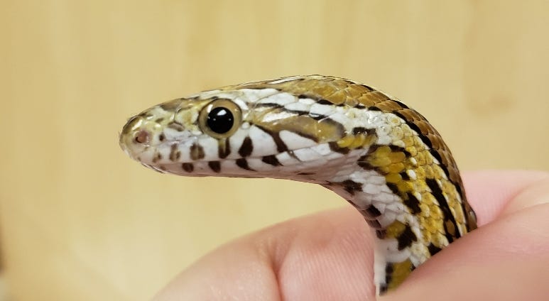 Chicago Exotics Animal Shelter
