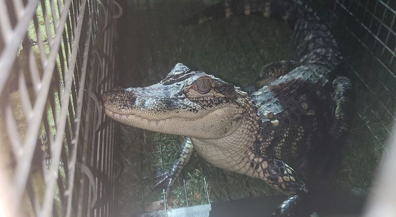 Alex the Alligator captured in Lake Lynwood Alex the Alligator captured in Lake Lynwood