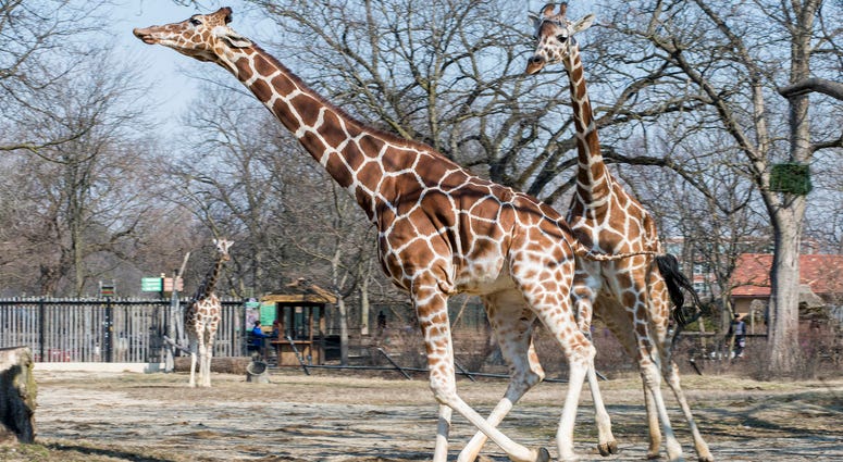 Brookfield Zoo’s reticulated giraffes, Arnieta and Potoka, enjoy the spring weather today as they stretch their legs in their outdoor habitat for the first time this season. Brookfield Zoo’s reticulated giraffes, Arnieta and Potoka, enjoy the spring weather today as they stretch their legs in their outdoor habitat for the first time this season.