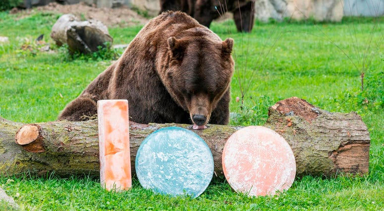 Axhi, one of Brookfield Zoo’s grizzly bears, is treated to orange and blue ice treats filled with oranges and blueberries in celebration of their favorite Chicago football team celebrating the start of their 100th season. Axhi, one of Brookfield Zoo’s grizzly bears, is treated to orange and blue ice treats filled with oranges and blueberries in celebration of their favorite Chicago football team celebrating the start of their 100th season.