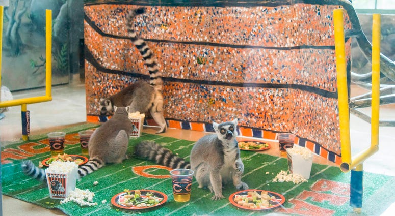 In celebration of Chicago’s football team celebrating its 100th season, Brookfield Zoo’s ring-tailed lemurs were treated to a tailgate party wishing their favorite team congratulations. In celebration of Chicago’s football team celebrating its 100th season, Brookfield Zoo’s ring-tailed lemurs were treated to a tailgate party wishing their favorite team congratulations.
