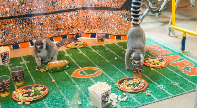 In celebration of Chicago’s football team celebrating its 100th season, Brookfield Zoo’s ring-tailed lemurs were treated to a tailgate party wishing their favorite team congratulations. In celebration of Chicago’s football team celebrating its 100th season, Brookfield Zoo’s ring-tailed lemurs were treated to a tailgate party wishing their favorite team congratulations.