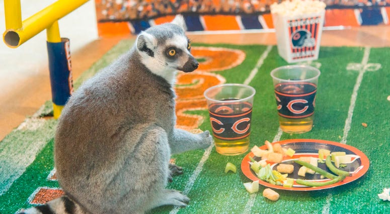 In celebration of Chicago’s football team celebrating its 100th season, Brookfield Zoo’s ring-tailed lemurs were treated to a tailgate party wishing their favorite team congratulations. In celebration of Chicago’s football team celebrating its 100th season, Brookfield Zoo’s ring-tailed lemurs were treated to a tailgate party wishing their favorite team congratulations.