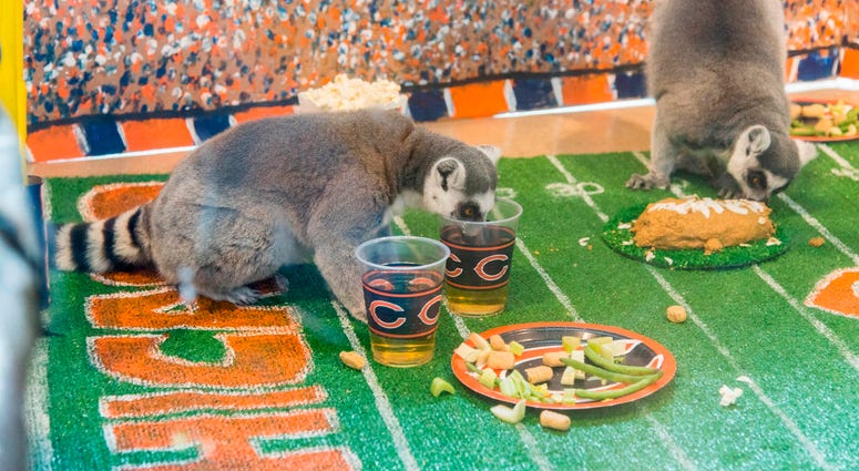 In celebration of Chicago’s football team celebrating its 100th season, Brookfield Zoo’s ring-tailed lemurs were treated to a tailgate party wishing their favorite team congratulations. In celebration of Chicago’s football team celebrating its 100th season, Brookfield Zoo’s ring-tailed lemurs were treated to a tailgate party wishing their favorite team congratulations.