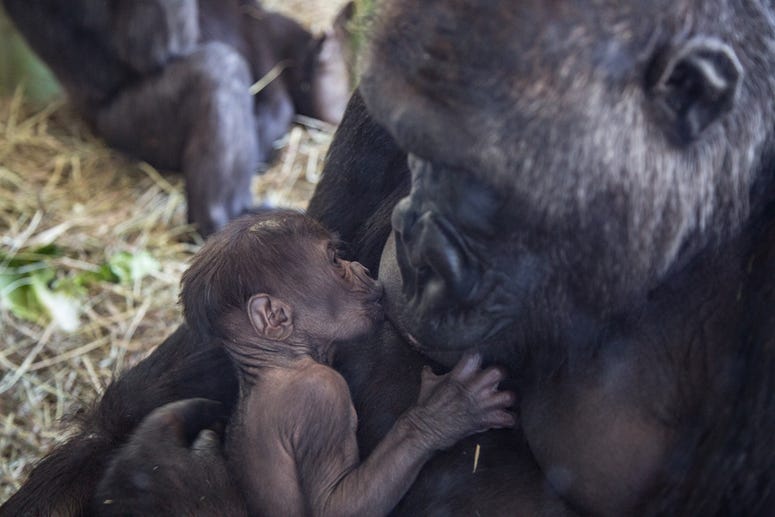 Lincoln Park Zoo western lowland gorilla Rollie received a very special Mother’s Day gift: a male infant born on May 12 at Regenstein Center for African Apes. Lincoln Park Zoo western lowland gorilla Rollie received a very special Mother’s Day gift: a male infant born on May 12 at Regenstein Center for African Apes.