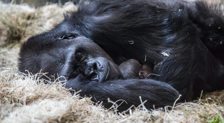 Lincoln Park Zoo’s western lowland gorilla troop welcomed another new face June 12 at Regenstein Center for African Apes! Bana, 24, gave birth to a healthy infant, exactly one month after the arrival of a male infant, born to female Rollie, May 12. Lincoln Park Zoo’s western lowland gorilla troop welcomed another new face June 12 at Regenstein Center for African Apes! Bana, 24, gave birth to a healthy infant, exactly one month after the arrival of a male infant, born to female Rollie, May 12.