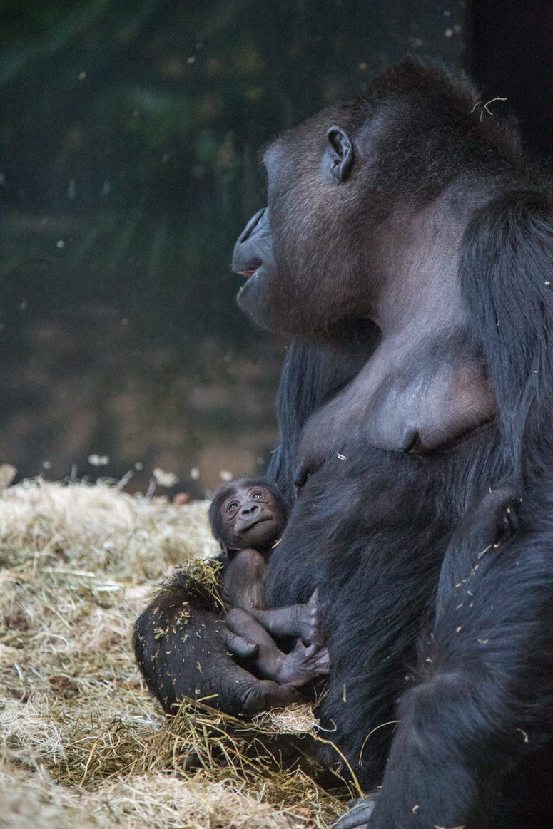 Lincoln Park Zoo’s western lowland gorilla troop welcomed another new face June 12 at Regenstein Center for African Apes! Bana, 24, gave birth to a healthy infant, exactly one month after the arrival of a male infant, born to female Rollie, May 12. Lincoln Park Zoo’s western lowland gorilla troop welcomed another new face June 12 at Regenstein Center for African Apes! Bana, 24, gave birth to a healthy infant, exactly one month after the arrival of a male infant, born to female Rollie, May 12.