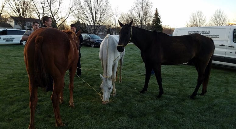 Three horses recently escaped their pasture and roamed a few miles from the Bolingbrook area to Naperville