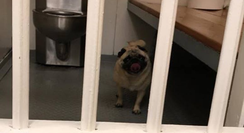 Bean the Pug