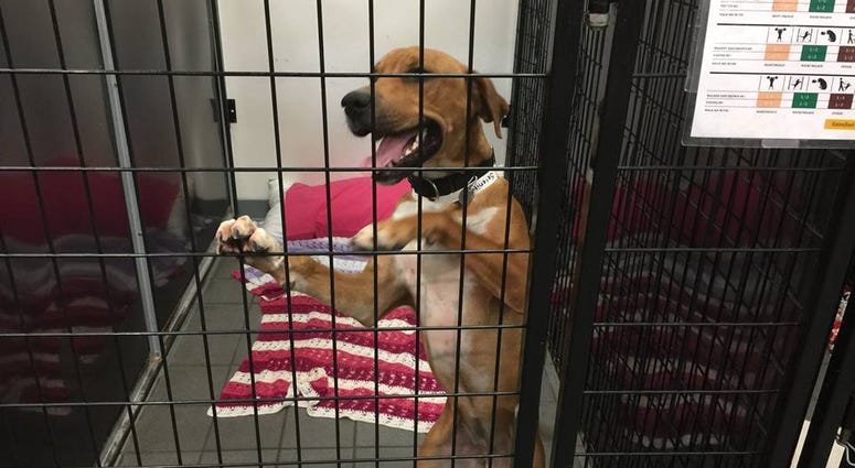 PAWS Chicago Hurricane Michael rescue