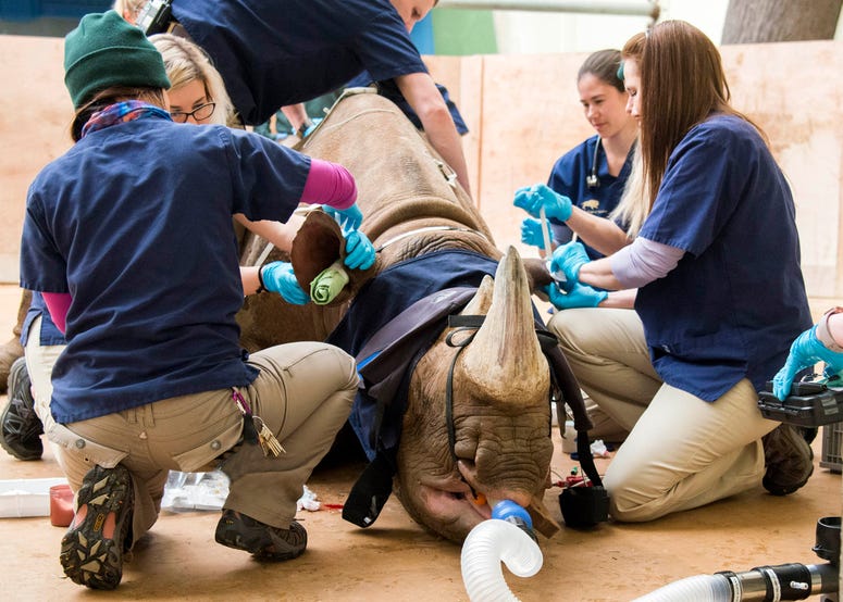 Dr. Sathya Chinnadurai, senior staff veterinarian for the Chicago Zoological Society, stabilizes Layla, a 2,300-pound eastern black rhinoceros at Brookfield Zoo, prior to receiving a CT scan.