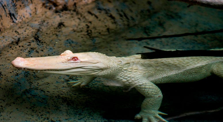 Snowflake, a 7-foot-long albino American alligator, will reside at Brookfield Zoo’s Swamp habitat through September. Albino alligators are extremely rare--only about 100 exist in the world. Snowflake, a 7-foot-long albino American alligator, will reside at Brookfield Zoo’s Swamp habitat through September. Albino alligators are extremely rare--only about 100 exist in the world.