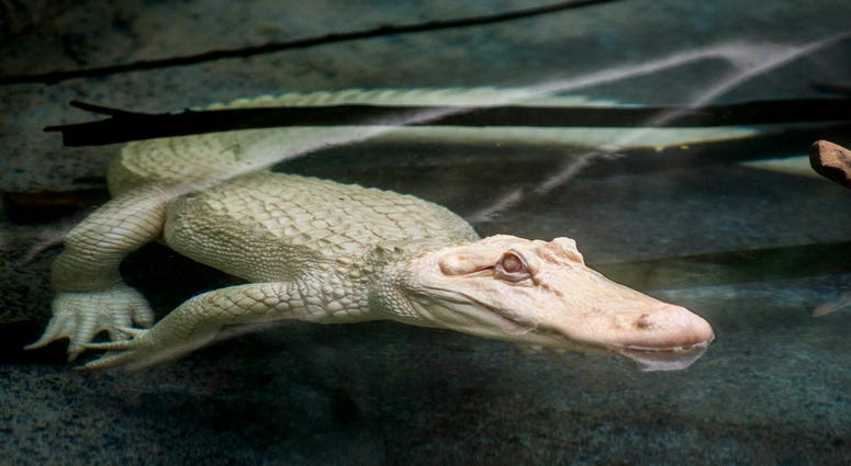 Snowflake, a 7-foot-long albino American alligator, will reside at Brookfield Zoo’s Swamp habitat through September. Albino alligators are extremely rare--only about 100 exist in the world. Snowflake, a 7-foot-long albino American alligator, will reside at Brookfield Zoo’s Swamp habitat through September. Albino alligators are extremely rare--only about 100 exist in the world.