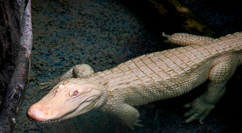 Snowflake, a 7-foot-long albino American alligator, will reside at Brookfield Zoo’s Swamp habitat through September. Albino alligators are extremely rare--only about 100 exist in the world. Snowflake, a 7-foot-long albino American alligator, will reside at Brookfield Zoo’s Swamp habitat through September. Albino alligators are extremely rare--only about 100 exist in the world.