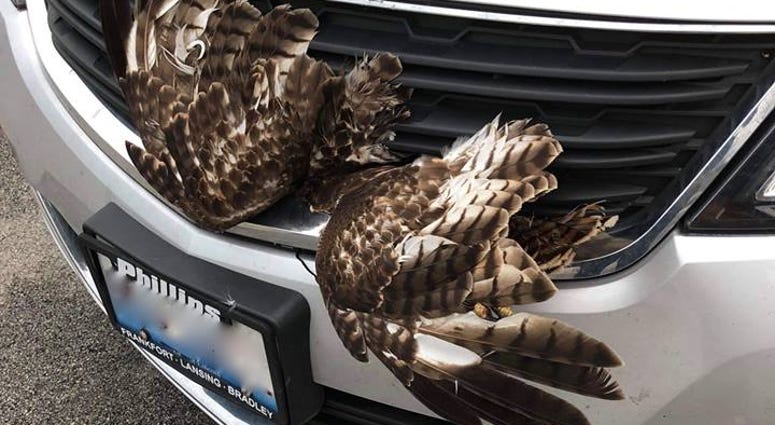 Flint Creek Wildlife Rehabilitation/Facebook Hawk stuck in car grill
